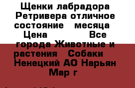 Щенки лабрадора Ретривера отличное состояние 2 месяца › Цена ­ 30 000 - Все города Животные и растения » Собаки   . Ненецкий АО,Нарьян-Мар г.